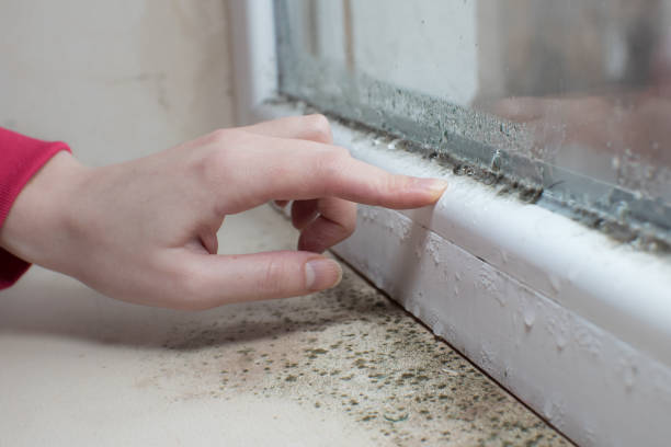 Best Mold Damage Restoration  in Tega Cay, SC